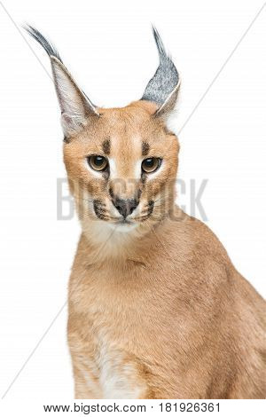 Beautiful caracal lynx 6 months old kitten sitting on white background. Isolated. Studio shot. Copy space.
