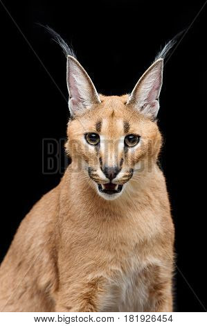 Beautiful caracal lynx 6 months old kitten sitting on black background. Studio shot. Copy space.