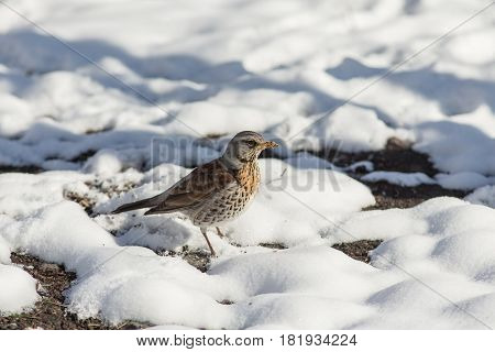 portrait of fieldfare in spring day after a snowfall