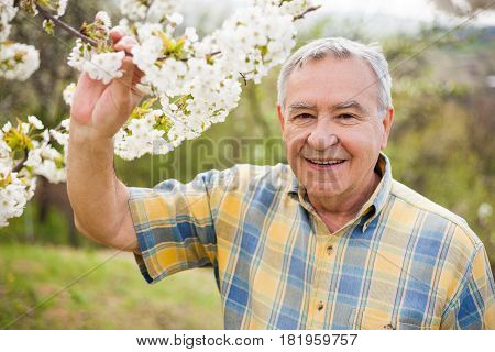 Senior man is checking tree blossom in his garden.