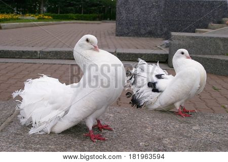 White Doves