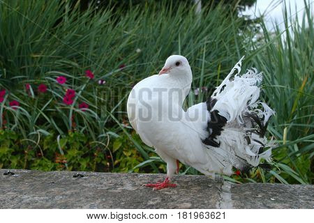 White Doves