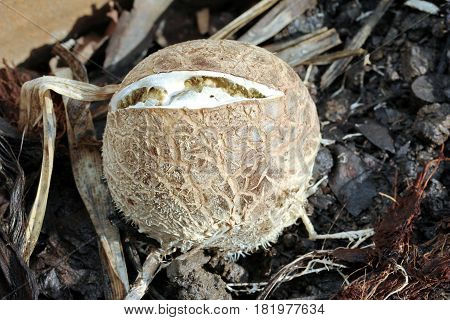 Bamboo Mushroom Broke When Hot And Dry .