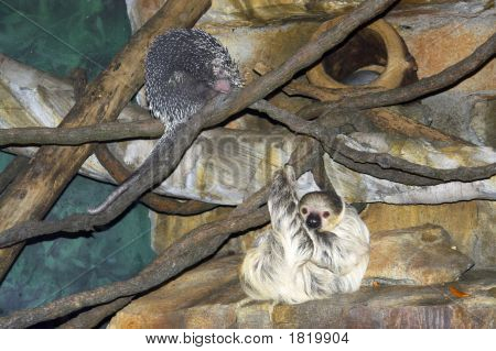 Bradipo e istrice - improbabili amici