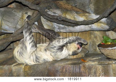 Bradipo è sempre pronto a mangiare - occasione rara