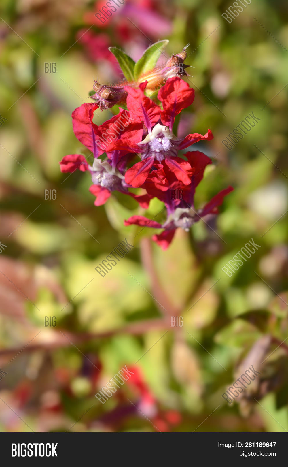 Batfaced Cuphea Image & Photo (Free Trial) Bigstock