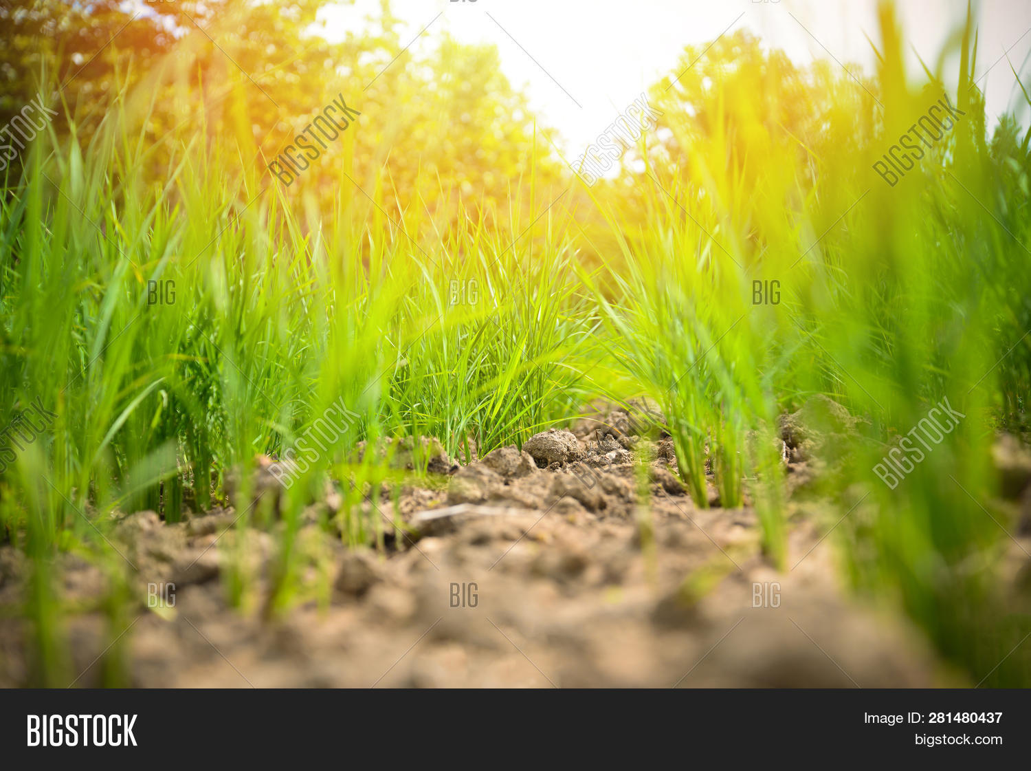 Arid Green Rice Field Image & Photo (Free Trial) Bigstock