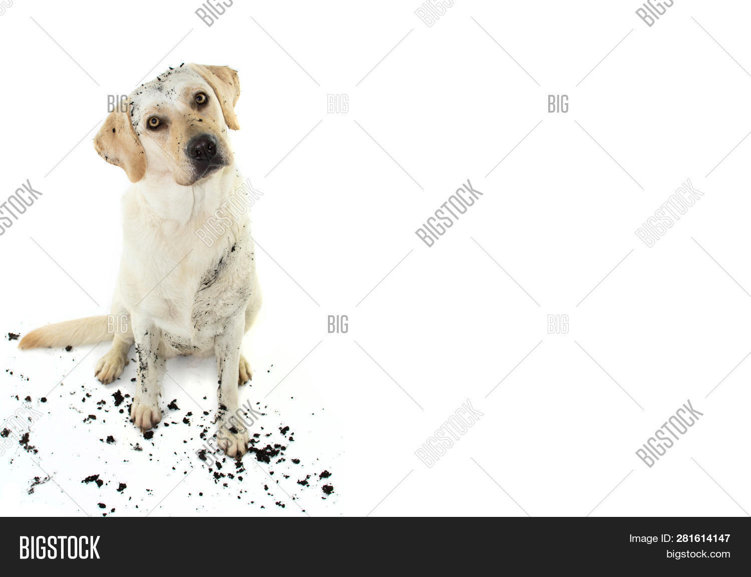 Dirty Dog. Funny Muddy Image & Photo (Free Trial) Bigstock