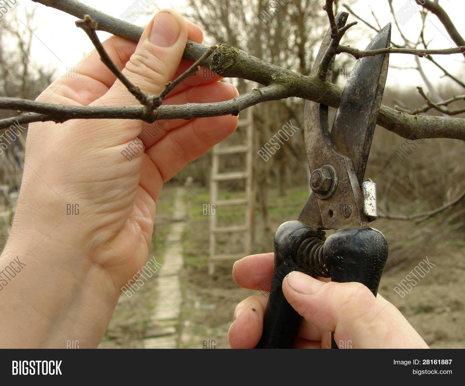 Деревья которые обрезают. Санитарная обрезка деревьев осенью. Ветка плодового дерева. Обрезка деревьев. Деревья которые обрезают.