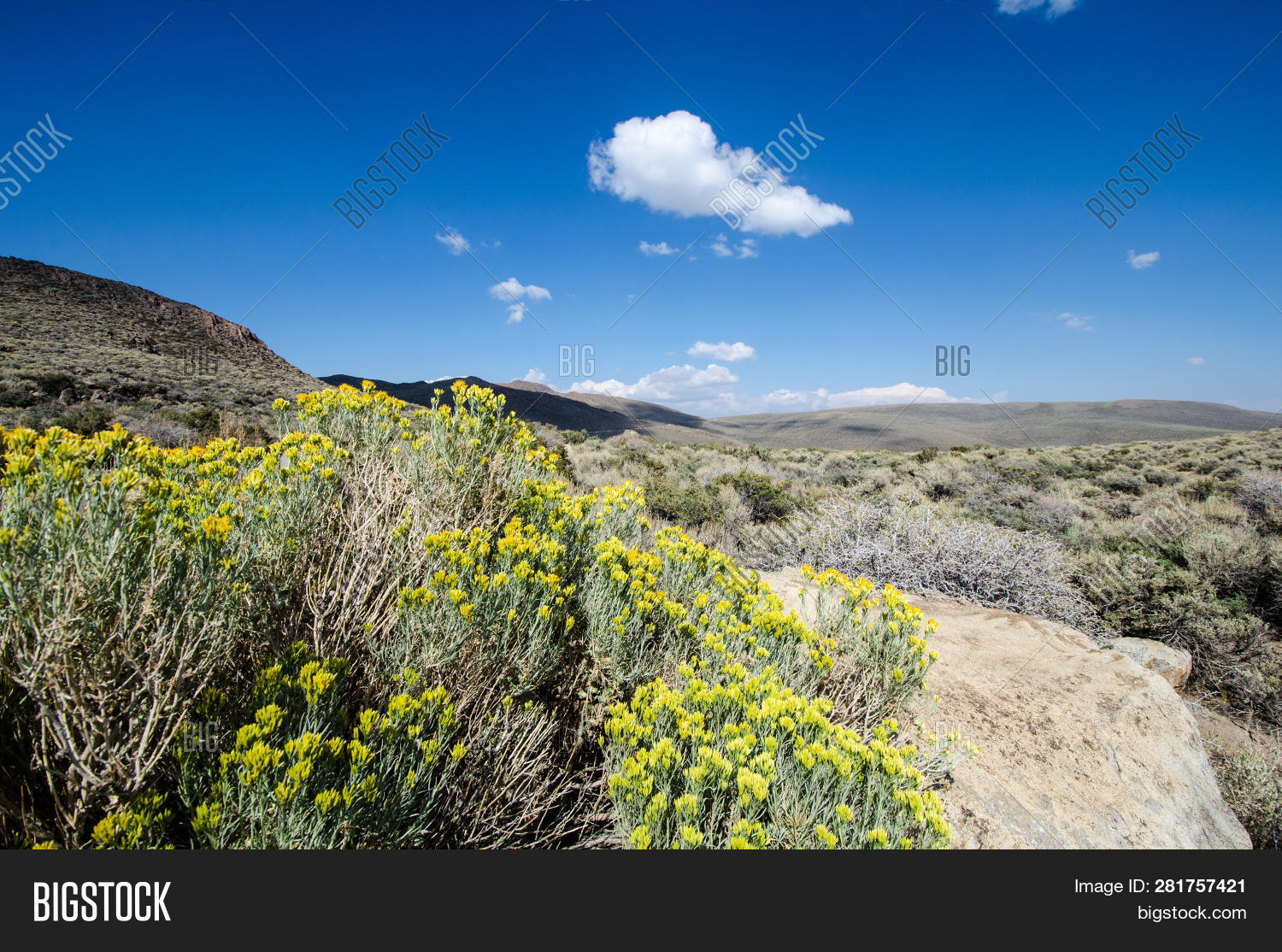 Desert Sagebrush High Image & Photo (Free Trial) Bigstock