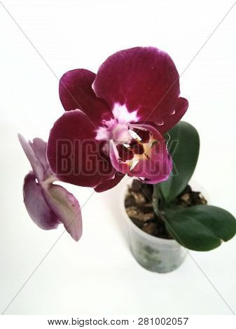 Orchid Phalaenopsis Saida Closeup. Large Velvet Dark Red Flower With Curved Back Petals. Blooming Va