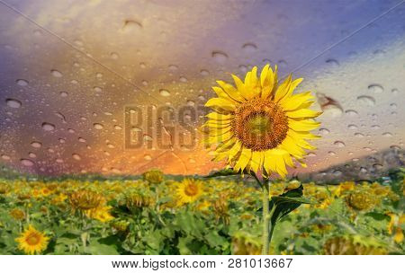 The View Of Sunflower Through The Glass Surface With Water Droplets