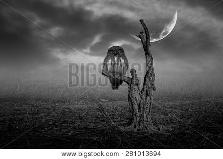 Asian Owls (glaucidium Cuculoides) Sit On A Branch With A Half-moon Background(black And White Pictu