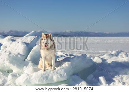 Portrait Of Cute Siberian Husky On Ice Floe On The Frozen Okhotsk Sea Background. Image Of Free And 