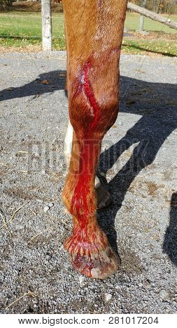 Closeup Of Bleeding, Injured Horse Leg With Five Inch Gash.