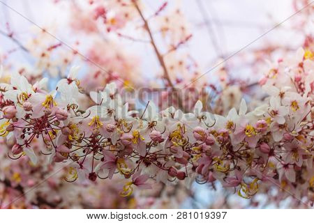 Cassia fistula tree blossom in spring season in the Hawaii, USA. Beautiful natural spring background.