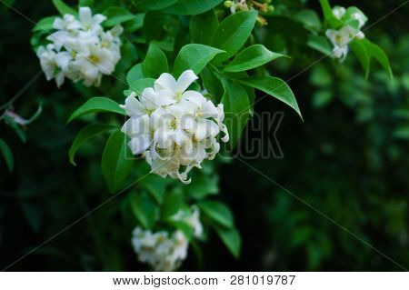 Philippine National Flower Is The Gardenia Flower Glass Or Sampaguita Jasmine Flowers.