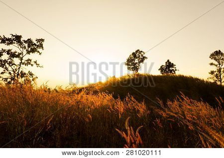 Desho Grass Pennisetum Pedicellatum At Sunset Time. Beautiful Grass Flower. Background Grass Flower 