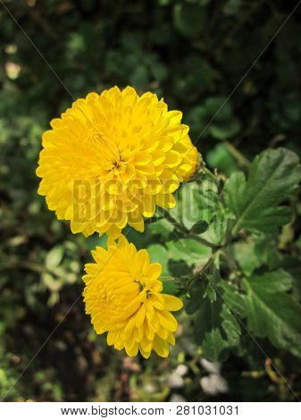 Yellow Pompon Chrysanthemum Blooming In The Garden. Closeup View