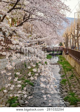 Jinhae South Korea, Spring Cherry Blossom At Yeojwacheon Stream