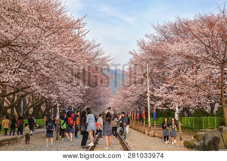 Jinhae, South Korea - March 31, 2016 : Jinhae South Korea, Cherry Blossom At Gyeonghwa Station