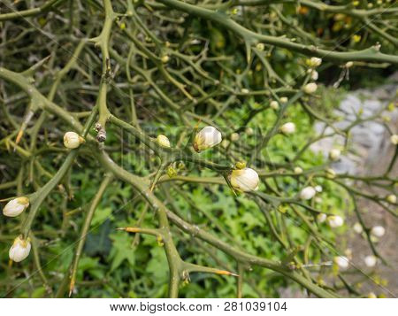 Poncirus Trifoliata Or Trifoliate Orange Flowering Plant