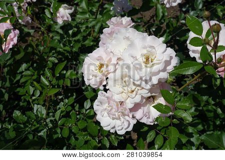 Fully Opened Light Pink Semi Double Flowers Of Rose