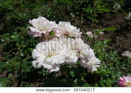 Pale Pink Semi Double Flowers Of Rose