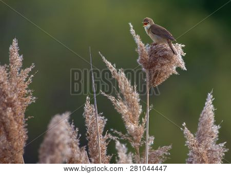 Marsh Warbler Sings Perched On A Reed Canes