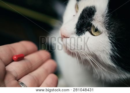 The Cat Receives A Dose Of Medicine From The Veterinarian. Red-haired Cute Clever Cat Is Treated Wit