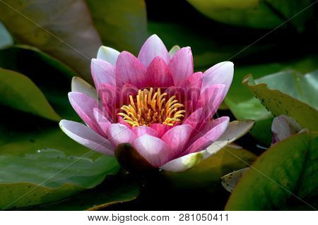 The Lotus Flower Is An Aquatic Plant Of The Family Nelumbonaceae, It Is Sacred In Many Religion