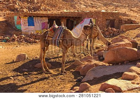Two Camels Are Waiting For Tourists To Bring Them To The Top Of The Mount Sinai (mount Horeb, Gabal 