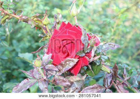 Flower Of Wflower Of Red Tea Rose On Green Bushhite Rose