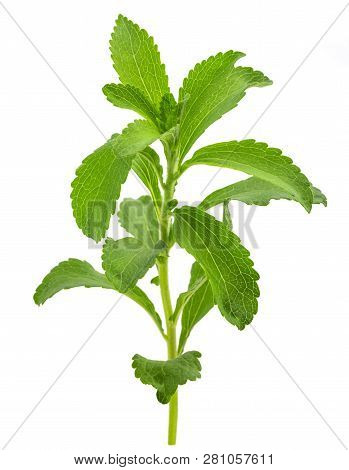 Stevia Rebaudiana  Isolated On A White Background
