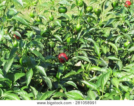 Red Eggplant Of Rotonda From Basilicata , Italy (solanum Aethiopicum) . Italian Red Aubergine