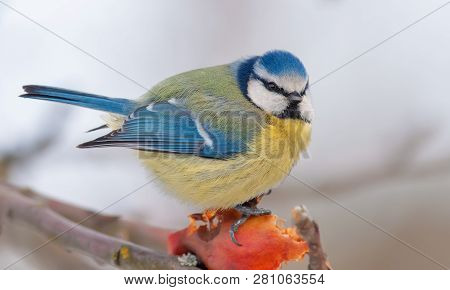Eurasian Blue Tit Posing On An Apple In Winter Garden Near The Feeder