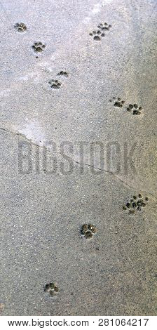 Imprints Of A Cat's Paw In Quickly Hardened Concrete, Forever Remaining