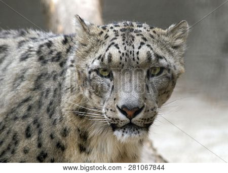 Snow Leopard - A Big Wild Cat.