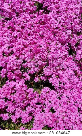 Spring Background With Hot Pink Wax-myrtle Flowers