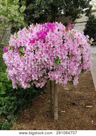 Globular Lily Flower Tree In Bloom