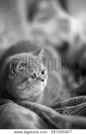 Temperamental British Domestic Cat Looks At Windows And Lies On Curtains With Blurred Bachground. So