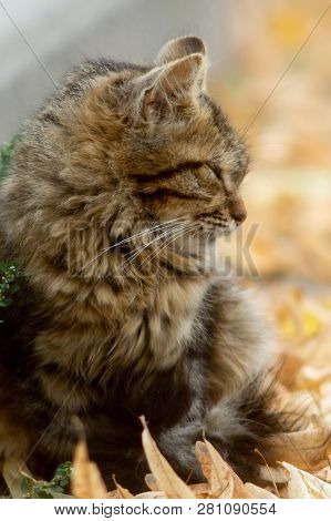 Temperamental Homeless Kitten Looks At You  And Lies In Dry Autumn Leaves.
