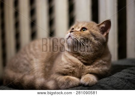 Temperamental British Domestic Cat Looking Up Closeup.