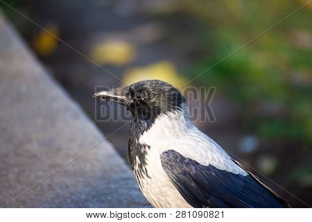 The Crow With Gray And Black Ffeathers On Green Grass