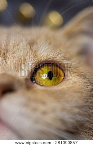 Temperamental British Domestic Cat Looking Up With One Eye. Closeup View. Black And White Photo. Mon