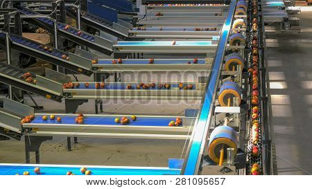 High Angle View As A Conveyor Belt Moves Apples And Sorts Them Based On Size In A Packing Shed In Hu