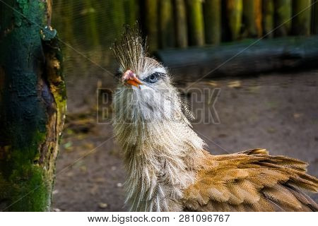 Funny Crested Cariama With Its Face In Closeup, A Beautiful Tropical Bird From The Amazon Of Brazil