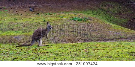 Beautiful Portrait Of A Red Necked Wallaby Standing In The Grass, Kangaroo From Australia