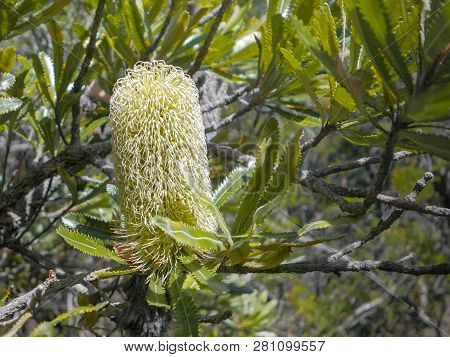 Close Up Of A Yellow Banksia Flower