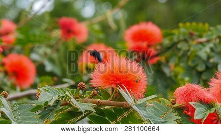 A Female Carpenter Bee Collects Pollen From Red Powder Puff Flowers On Maui